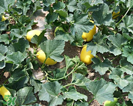 黃金瓜上火嗎？吃黃金瓜上火嗎？