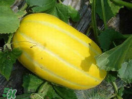 黃金瓜是熱性還是涼性？黃金瓜是涼性的嗎？