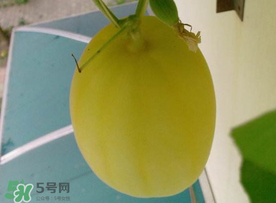 黃金瓜什么時(shí)候成熟？黃金瓜什么時(shí)候吃？