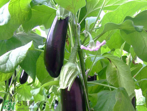 茄子怎么挑選？如何挑選茄子？