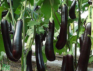 茄子怎么挑選？如何挑選茄子？