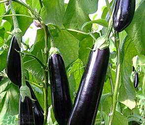 茄子怎么挑選？如何挑選茄子？