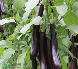 茄子皮敷臉可以祛斑嗎？茄子皮祛斑正確方法