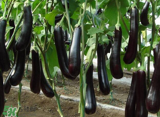 茄子皮敷臉可以祛斑嗎？茄子皮祛斑正確方法