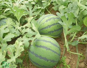 催熟的西瓜能吃嗎？催熟的西瓜吃了會(huì)怎樣？