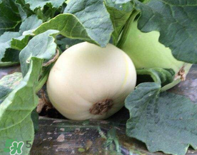 梨瓜怎么吃？梨瓜怎么吃好吃？