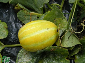 梨瓜怎么吃？梨瓜怎么吃好吃？