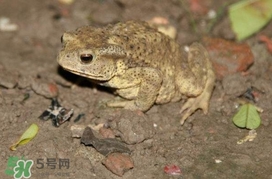 蟾蜍有什么作用？蟾蜍皮怎么服用