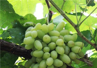 馬奶葡萄怎么保存？馬奶葡萄保存方法