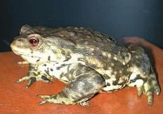 蟾蜍是害蟲還是益蟲？蟾蜍是幾級保護(hù)動物