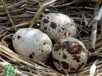 鵪鶉蛋能帶皮吃嗎？鵪鶉蛋能多吃嗎？