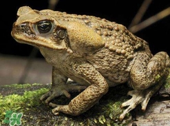 蟾蜍是害蟲(chóng)還是益蟲(chóng)？蟾蜍是幾級(jí)保護(hù)動(dòng)物