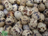 孕婦吃鵪鶉蛋會長斑嗎？孕婦吃鵪鶉蛋好還是雞蛋好？