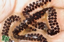 蟾蜍是不是癩蛤??？蟾蜍和青蛙的區(qū)別