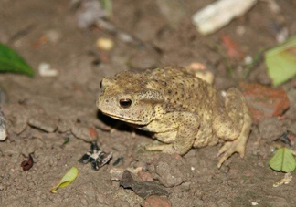 蟾蜍有什么作用？蟾蜍皮怎么服用