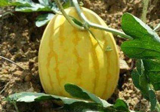 黃金瓜多少錢一斤？黃金瓜怎么挑選？