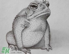 癩蛤蟆趴在腳面上是什么意思？癩蛤蟆趴到腳面上歇后語