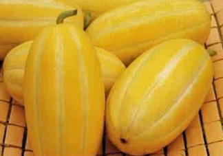 黃金瓜什么時候成熟？黃金瓜什么時候吃？