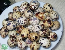 鵪鶉蛋和雞蛋哪個營養(yǎng)價值高？鵪鶉蛋怎么選購？