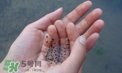 蟾蜍是不是癩蛤??？蟾蜍和青蛙的區(qū)別