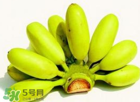 芭蕉是香蕉嗎？芭蕉和香蕉的區(qū)別