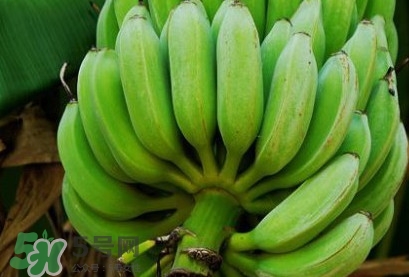 芭蕉可以放冰箱嗎？芭蕉能放冰箱保存嗎