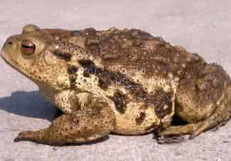 癩蛤蟆有毒嗎？捉了癩蛤蟆手會有毒嗎？