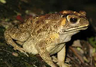 蟾蜍能治療癌癥嗎？蟾蜍能治什么病