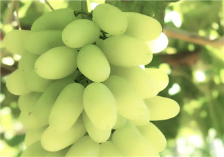 馬奶葡萄什么時候上市？馬奶葡萄2017上市時間