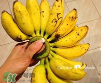 芭蕉什么時(shí)候成熟？芭蕉什么時(shí)候開花