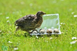 孕婦吃鵪鶉蛋會長斑嗎？孕婦吃鵪鶉蛋好還是雞蛋好？