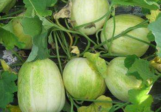 梨瓜可以吃皮嗎？梨瓜皮能吃嗎？