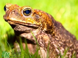 蟾蜍怎么讀？蟾蜍是保護(hù)動物嗎？