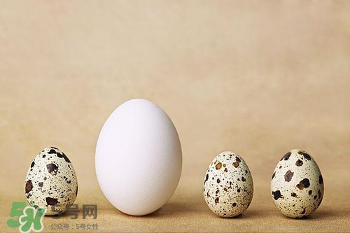 鵪鶉蛋能帶皮吃嗎？鵪鶉蛋能多吃嗎？