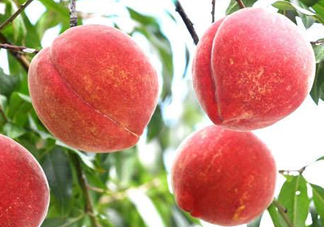 雪桃多少錢一斤？雪桃多少錢一斤2017？