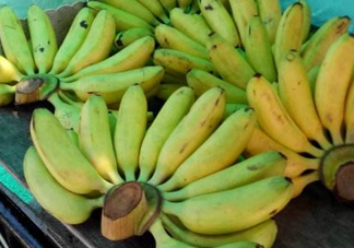 芭蕉不熟可以吃嗎？芭蕉怎么催熟