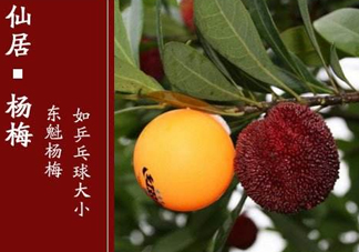 仙居楊梅多少錢一斤？仙居楊梅多少錢一斤2017？