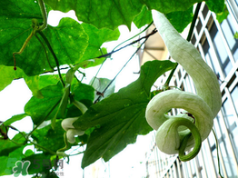 蛇瓜什么時候種？蛇瓜的種植方法