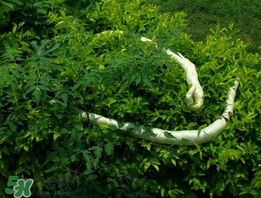 蛇瓜什么時候種？蛇瓜的種植方法