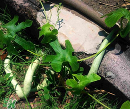 蛇瓜多少錢一斤？蛇瓜種子在哪里買到？