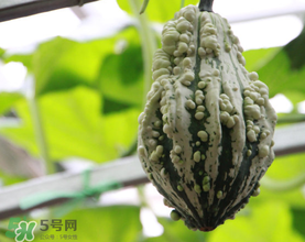 蛇瓜多少錢一斤？蛇瓜種子在哪里買到？