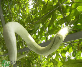 蛇瓜多少錢一斤？蛇瓜種子在哪里買到？