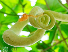 蛇瓜怎么挑選？蛇瓜的選購技巧