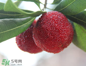 東魁楊梅多少錢一斤？東魁楊梅多少錢一斤2017？