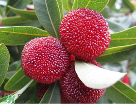 東魁楊梅什么時(shí)候上市？東魁楊梅什幾月成熟？