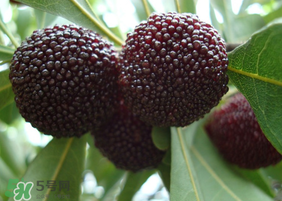 東魁楊梅什么時(shí)候上市？東魁楊梅什幾月成熟？