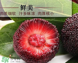 荸薺楊梅和東魁楊梅哪個好吃？荸薺楊梅跟東魁楊梅有什么區(qū)別？