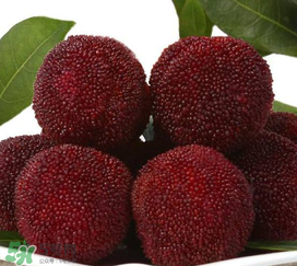 荸薺楊梅和東魁楊梅哪個好吃？荸薺楊梅跟東魁楊梅有什么區(qū)別？