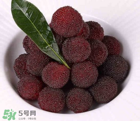 荸薺楊梅和東魁楊梅哪個好吃？荸薺楊梅跟東魁楊梅有什么區(qū)別？