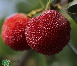 仙居楊梅幾月份上市？仙居楊梅什么時候上市？